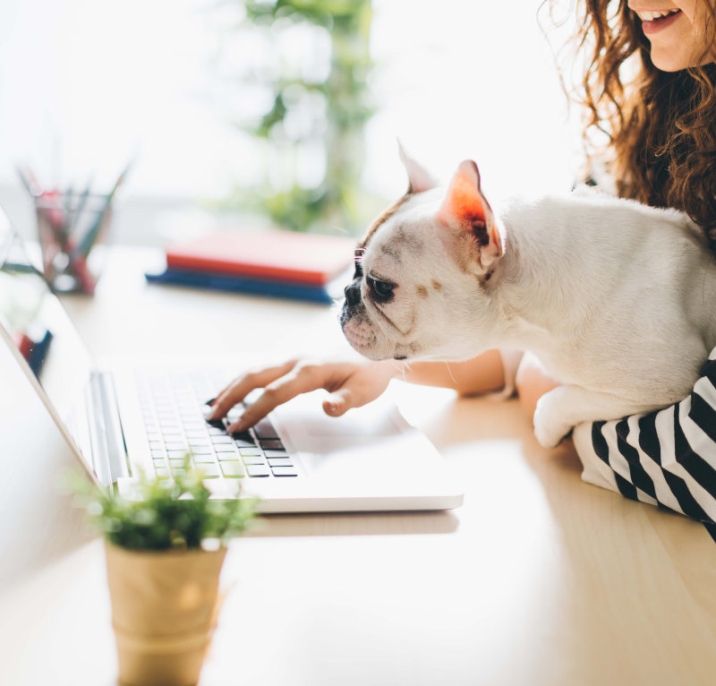 dog reviewing a website with a woman